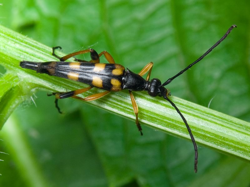 Strangalia attenuata (Linnaeus, 1758)